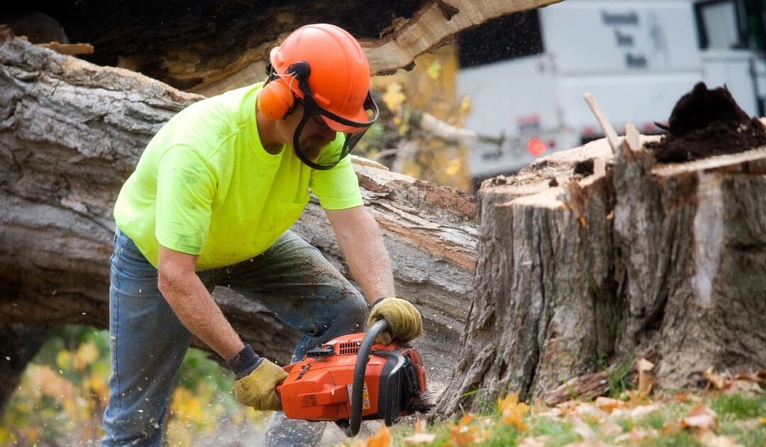 Monster Tree Service Franchise Review: What to Know Before You Buy — and a Cleaner Alternative