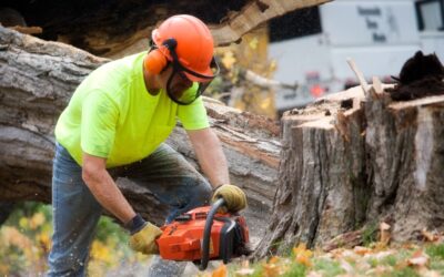 Monster Tree Service Franchise Review: What to Know Before You Buy — and a Cleaner Alternative