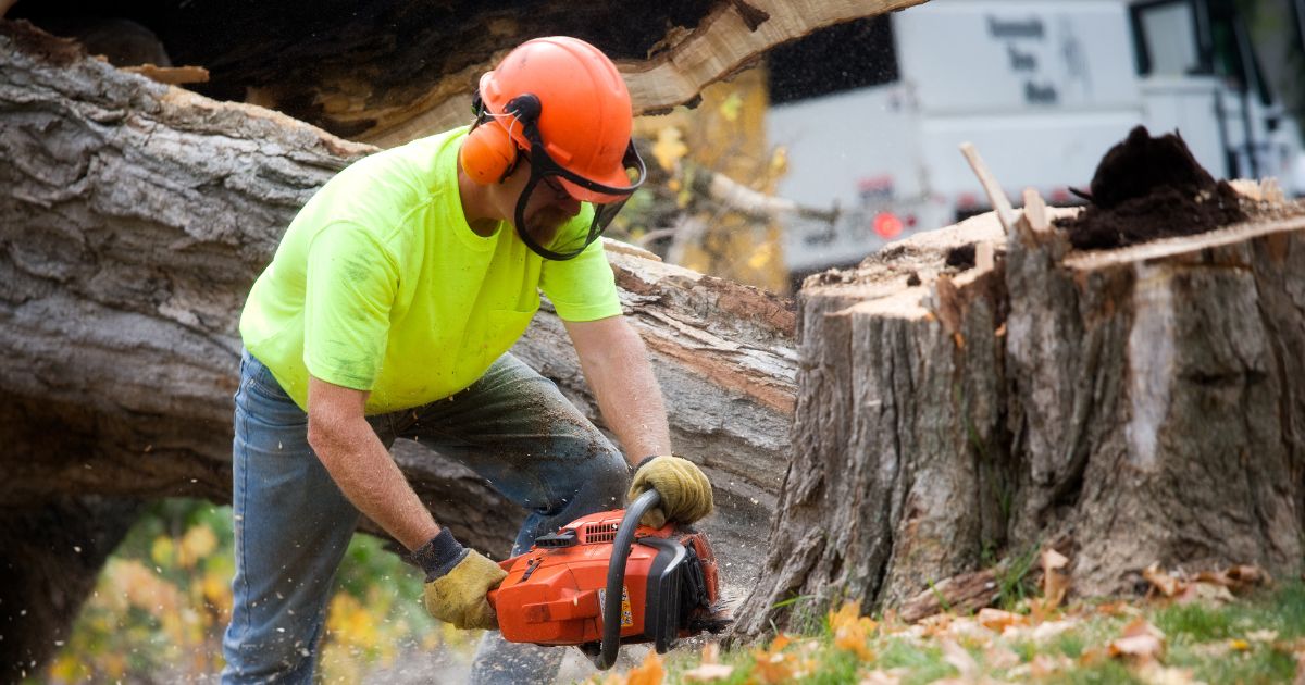 Monster Tree Service Franchise