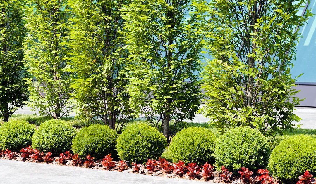 U.S. Lawns or the Assett Franchise? The Smarter $1M+ Choice