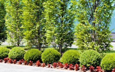 U.S. Lawns or the Assett Franchise? The Smarter $1M+ Choice