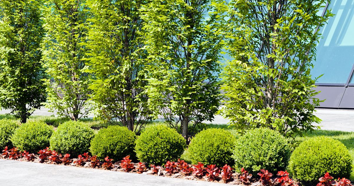 U.S. Lawns Franchise