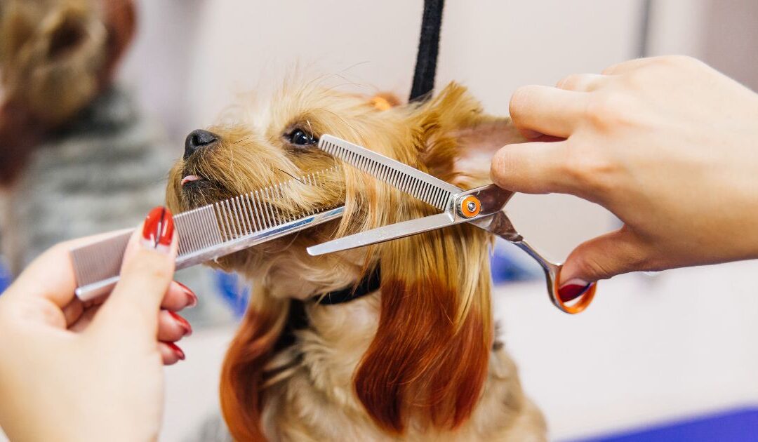 Woof Gang Franchise: Pet Biz or Better Alternative?