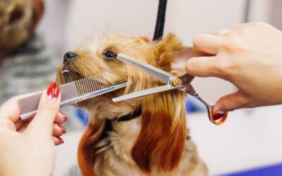 Woof Gang Franchise: Pet Biz or Better Alternative?