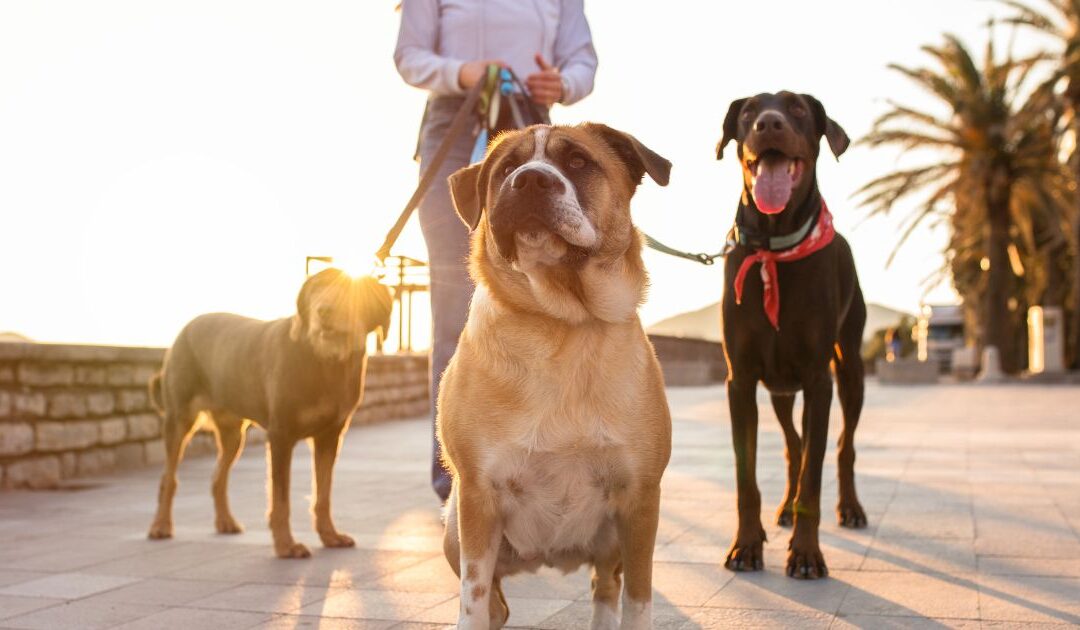 Woofie’s Franchise: A Pet Business or a Better Alternative?