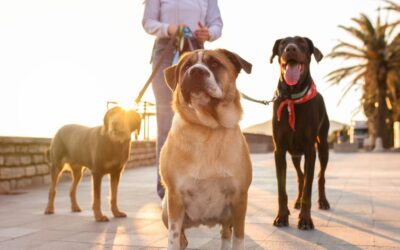 Woofie’s Franchise: A Pet Business or a Better Alternative?