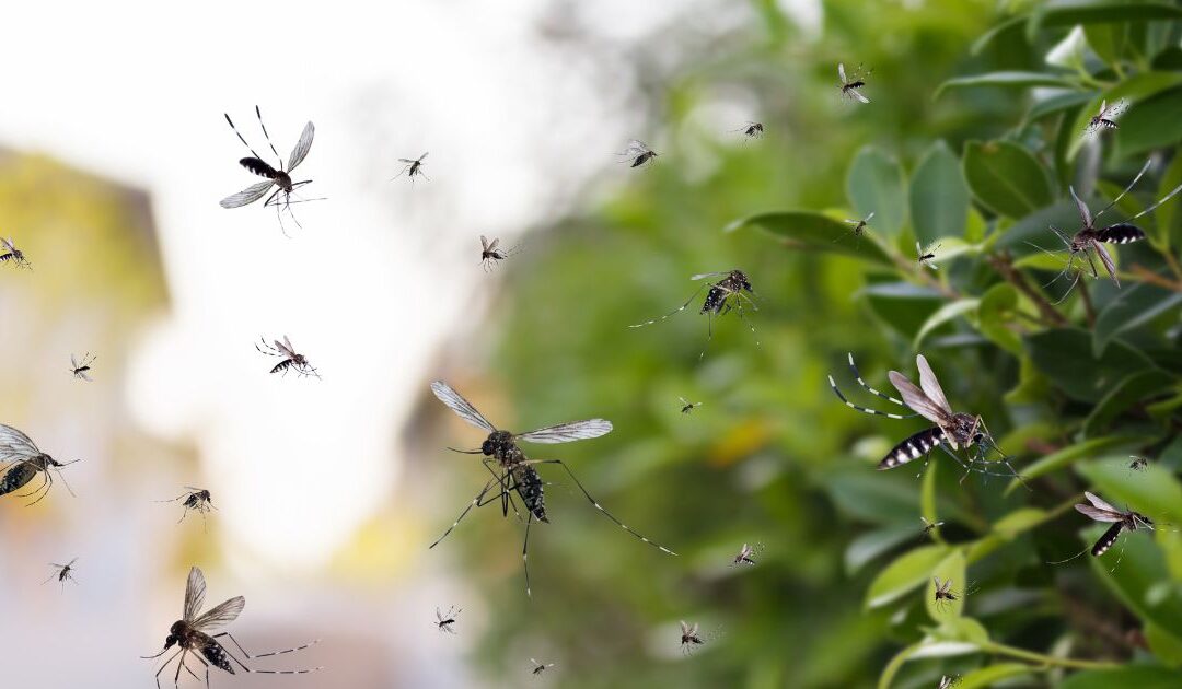 Mosquito Squad Franchise: A Smart Business or Seasonal Trap?