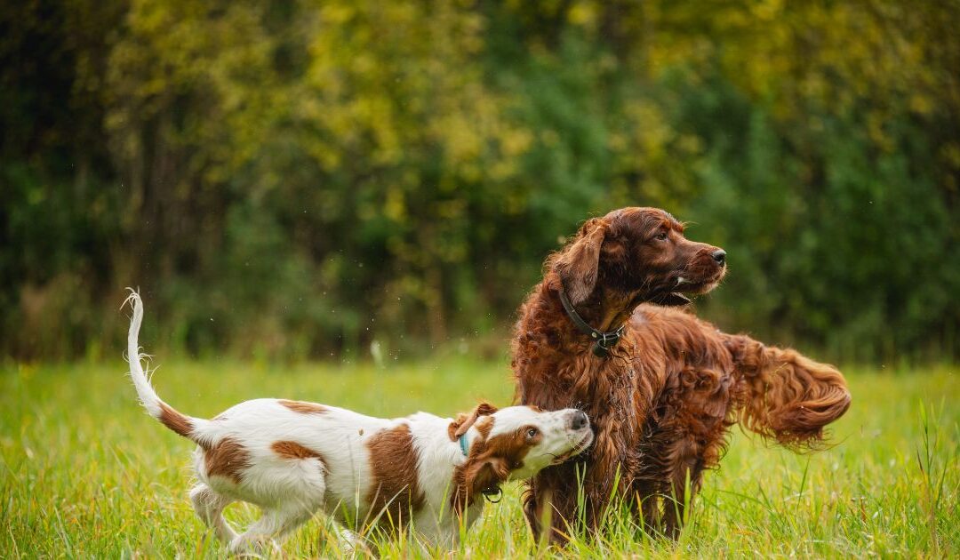 All Dogs Unleashed Franchise: The Reality