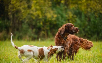 All Dogs Unleashed Franchise: The Reality