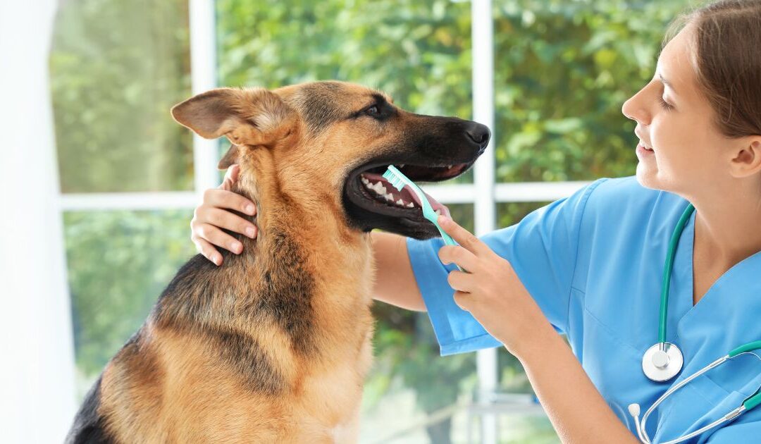 Fetch Pet Care Franchise Pros & Cons