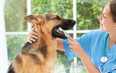 Fetch Pet Care Franchise Pros & Cons