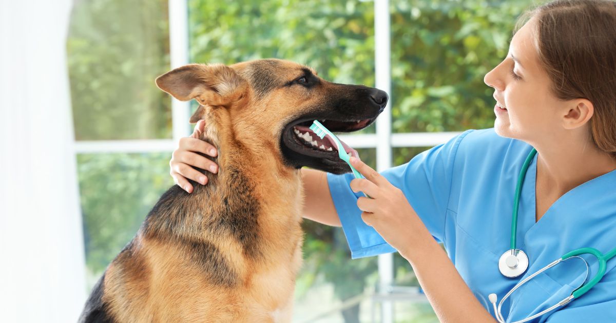 Fetch Pet Care Franchise